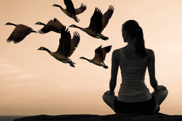 Eine Meditierende Frau schaut auf eine Gruppe vorüberziehender Gänse